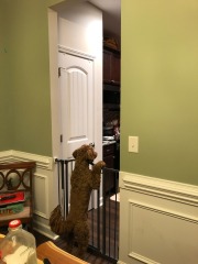 Mistletoe at the gate...