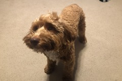 One happy puppy!  :)