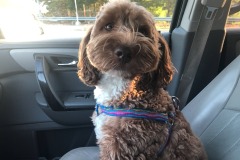 Treat? Treat?