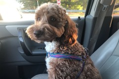 Treat? Treat?