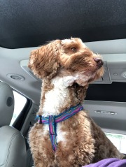 Mistletoe loving the ride to pick up Katie!