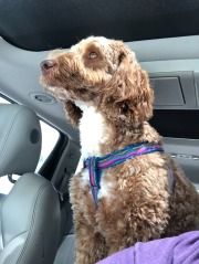 Mistletoe loving the ride to pick up Katie!