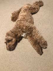 Mistletoe yoga