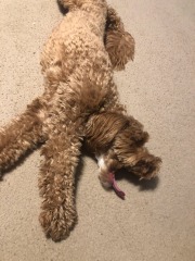 Mistletoe yoga