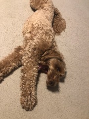 Mistletoe yoga
