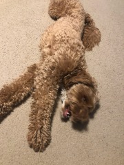 Mistletoe yoga