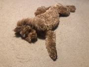 Mistletoe yoga