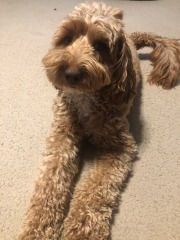 Mistletoe yoga