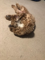 Mistletoe yoga