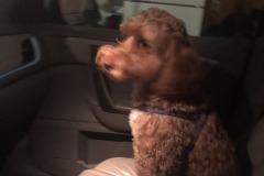 When PuppyDoodles attack!