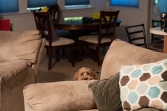 Peekaboo!  If you think I've forgotten what the 'niffer has 'niffed... :)