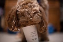 Puppucino old school style!