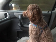 Such a good rider...