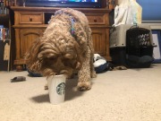 Release the hound!