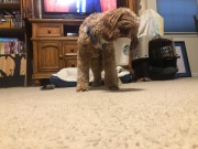 Release the hound!