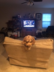 Sometimes I wonder if she thnks she's a cat...