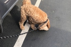 Lots of 'niffering happening round here...