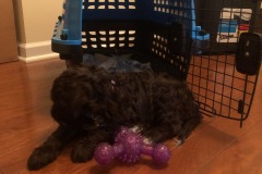 Toy hoarder!