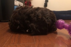 Toys to ZZZZZZZ....