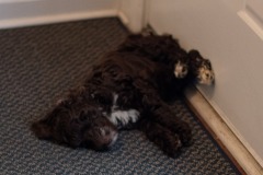 Someone has been studing at the "ever the lady" institute of canine etiquette!