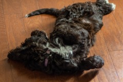 Someone has been studing at the "ever the lady" institute of canine etiquette!