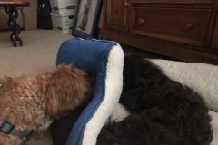 The battle for Mistletoe's bed...