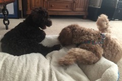 That doggie bed never knew what hit it...