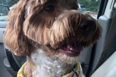 Mistletoe is happy enough to have her co-pilot's seat back for a little while!