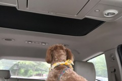 Mistletoe has a squirrel moment!