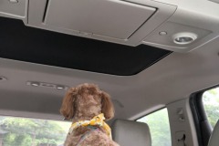 Mistletoe has a squirrel moment!