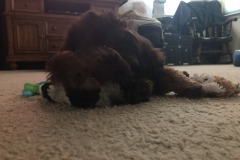 Mocha playing with Mistletoe's toys.