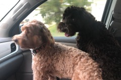 Mocha and Mistletoe trying the "sharing" thing again...