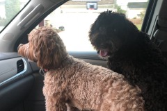 Mocha and Mistletoe trying the "sharing" thing again...