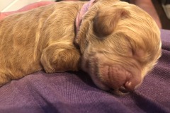 Cindy Lou Hoo is definitely a chunky puppy!