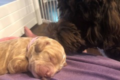 Cindy Lou Hoo is definitely a chunky puppy!
