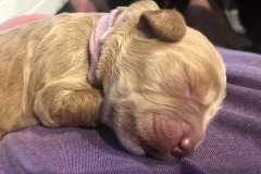 Cindy Lou Hoo is definitely a chunky puppy!