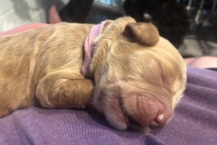 Cindy Lou Hoo is definitely a chunky puppy!
