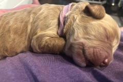 Cindy Lou Hoo is definitely a chunky puppy!