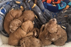Puppy pile!