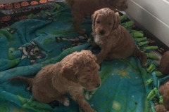 The puppy pile comes alive!