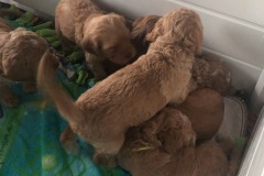 The puppy pile comes alive!