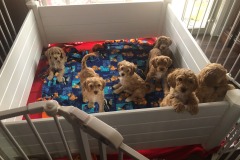 There's a puppy pen full of mischief!