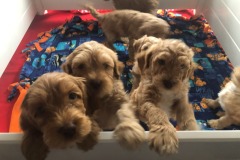 There's a puppy pen full of mischief!