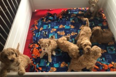 There's a puppy pen full of mischief!