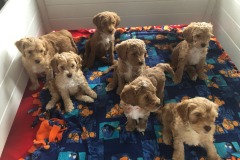 Ooodles of labradoodles!