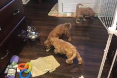 The puppies are loose!