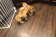 The puppies are loose!