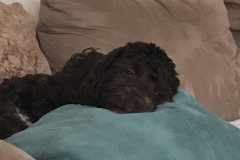 Mocha is fighting it hard...