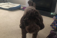 Someone perfected her puppy eyes...