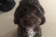 Someone perfected her puppy eyes...